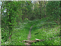 Woodland path, Stour Estuary Nature Trail