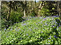 Bluebells in a wild corner of the Ornamental garden in Singleton Park