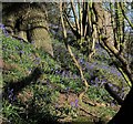 Bluebells near Low Kettle Spring