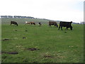 NT3954 : Cattle at Shoestanes by M J Richardson
