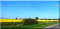 Rape Seed Fields North of Newbold Verdon