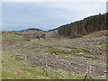 Clear felled area, Dervaig