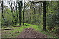 SY0098 : East Devon : Ashclyst Forest by Lewis Clarke