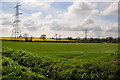 East Devon : Grassy Field