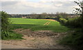 Field near Wallerthwaite