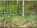 Beech trees and bluebells