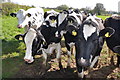 East Devon : Cattle Grazing