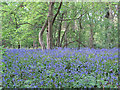 Bluebells in Backwarden, Danbury Common