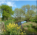 River Roding near Loughton