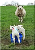 SK3896 : Baaa! Mother and twin lambs at Scholes by Neil Theasby