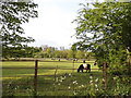 Grazing cows in Boxmoor