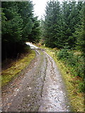 NN3682 : Forest track in a corner of the grid square by Richard Law