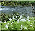 SK1273 : Wood sorrel and stream by Andrew Hill