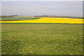 ST9503 : Farmland near Badbury Rings by Philip Halling