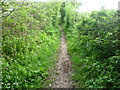 A quiet footpath in Bromley