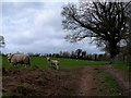 Grazing sheep near to The Lowe