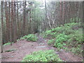 Millennium Way in Ruin Bank Wood