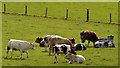 J4067 : Cattle, Moneyreagh (1) by Albert Bridge