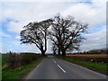 Oak trees touch over the B4365 near Stanton Lacy
