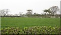 Trees and field by Otley Road