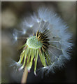 Puffball