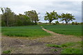 Public Footpath across a crop field