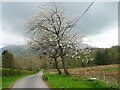 NY2434 : Blossom on the road to Overwater Hall Hotel by Christine Johnstone