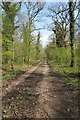 Forest Track near Parkend