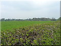 Sheep grazing west of Sunderton