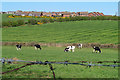 Cattle near Groomsport