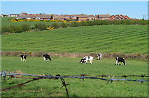 J5382 : Cattle near Groomsport by Rossographer