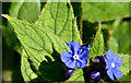 J3773 : Small blue flower, Comber Greenway, Belfast - April 2014(2) by Albert Bridge