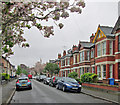 Blossom time in Park Grove