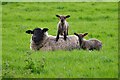 SS5232 : North Devon : Grassy Field & Sheep by Lewis Clarke