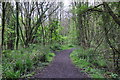 North Devon : Bickleton Wood