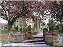 SE9652 : Blossom at Bainton Church Gate by Jennifer Petrie