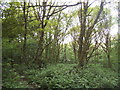 Woods by Hendon Wood Lane