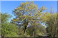 Devon Way at Sauchie