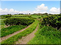 Country lane, Magheranageeragh