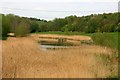 SK4372 : The small lake at Poolsbrook Country Park by Graham Hogg