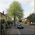 Evening sunlight, Edward Road