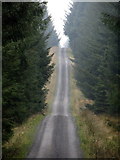 NY7974 : Forest road in Wark Forest by Andrew Curtis