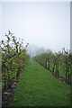 Ampleforth Apple Trees