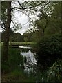 Pond at Millais Nurseries garden