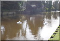 Swans, Grand Union Canal