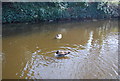 Goose, Grand Union Canal