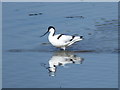 SD4773 : Avocet (Recurvirostra avosetta) by sylvia duckworth