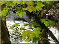 SE0063 : Spring greenery by Linton Falls by sylvia duckworth
