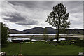 Tree, boat and sheep at the Glenelg Inn