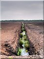 Drainage Channel, Chat Moss